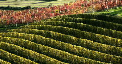 Rows of Cannubi's south-eastern-facing Nebbiolo vines soak up the fall sunshine.